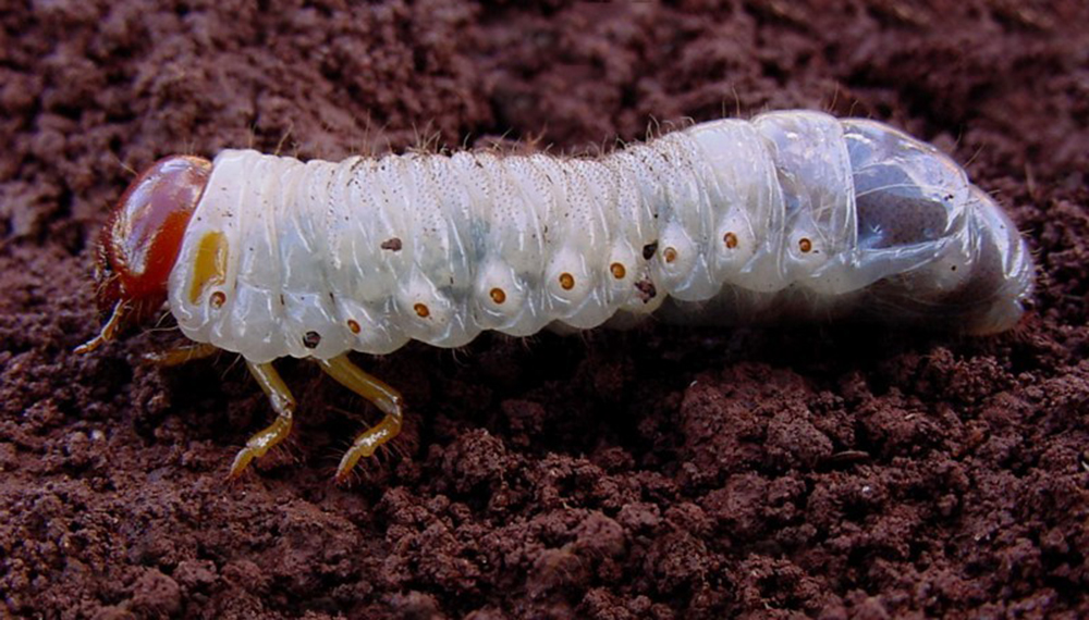 ALERTA!!! Gusanos Blancos en Maíz Opción Rural · Información