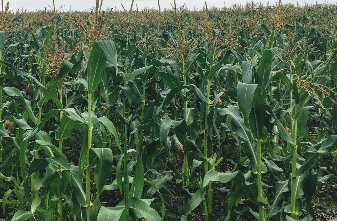 Open pollinated seed corn for grain and silage. OPCORN LLC