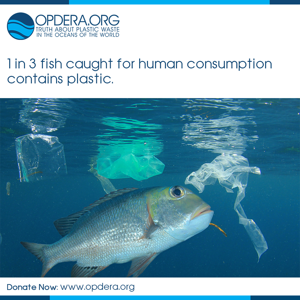 1 in 3 fish caught for human consumption contains plastic.