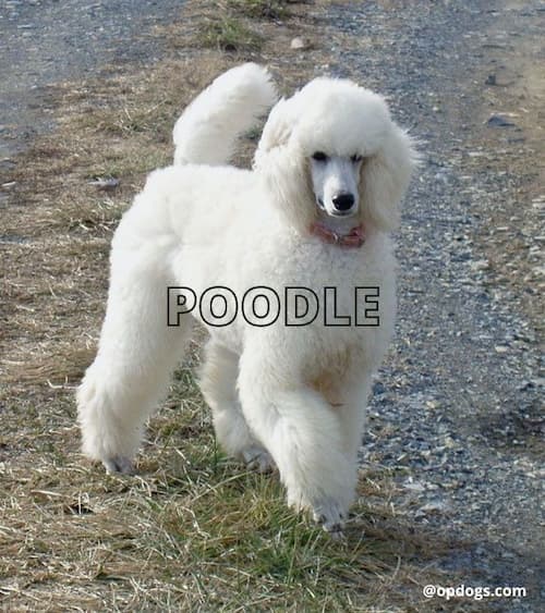 Top 10 Big White Fluffy Dog Breeds Over Powered Dogs