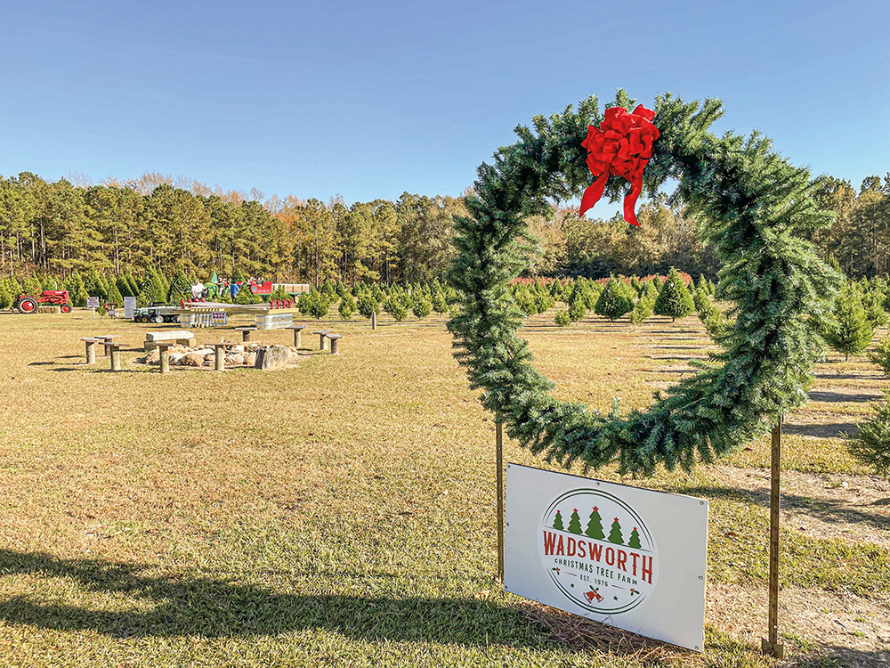 Alabama Christmas Tree Farms Offer Holiday Fun The Observer