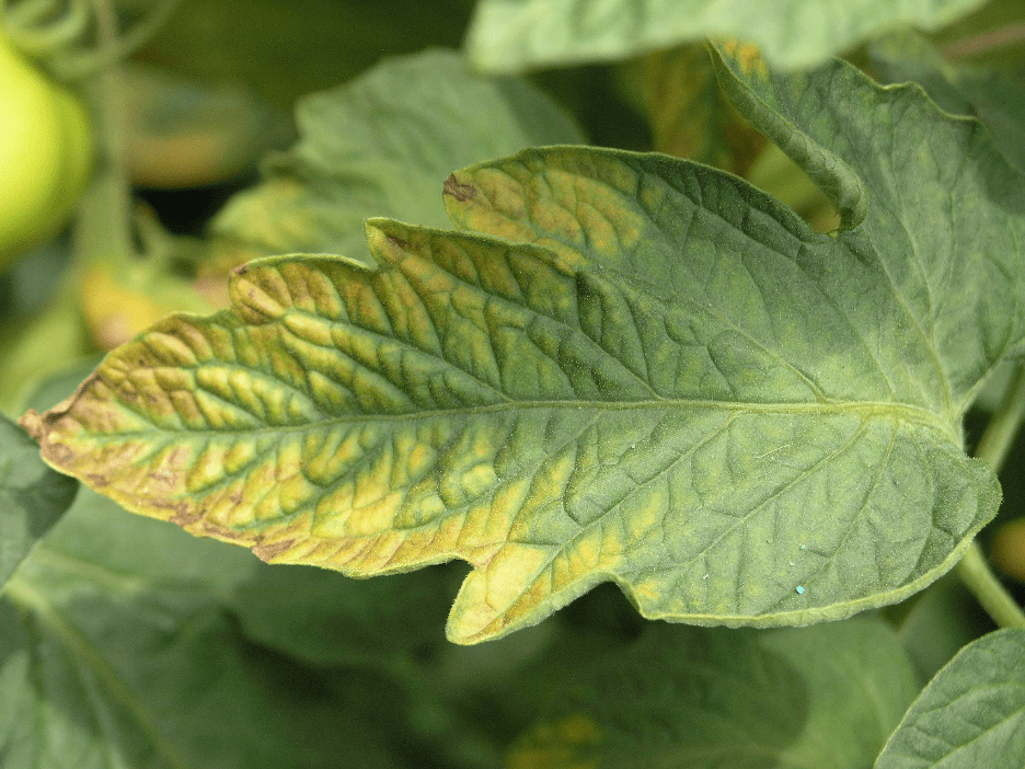 Calcium Deficiency in Plants Everything You Need to Know Open Grower