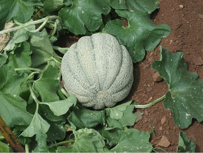 Pumpkin Plants Growing 101 Open Grower