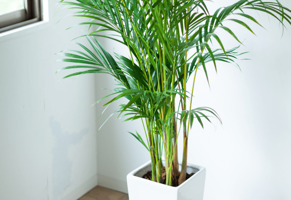 House Plants that Love Low Humidity Open Grower