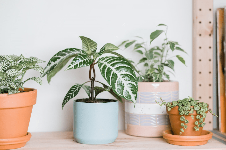 House Plants that Love Low Humidity Open Grower
