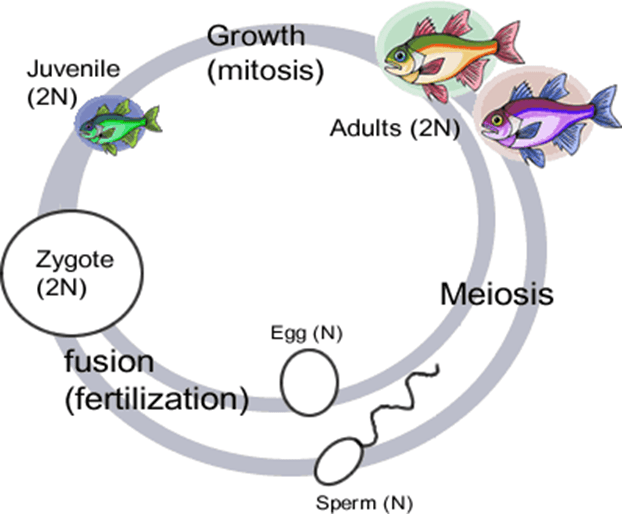 Purpose of Meiosis BSC109 Biology I