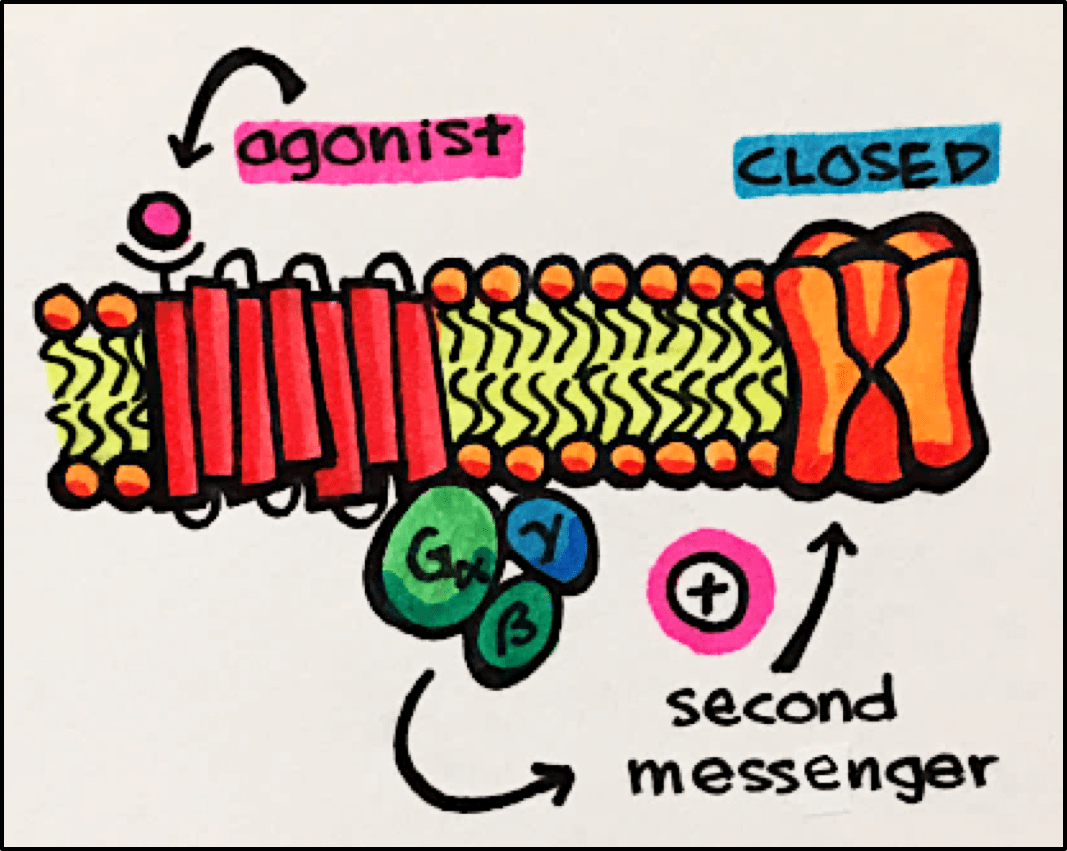 17. Ion Channels Principles of Pharmacology Study Guide