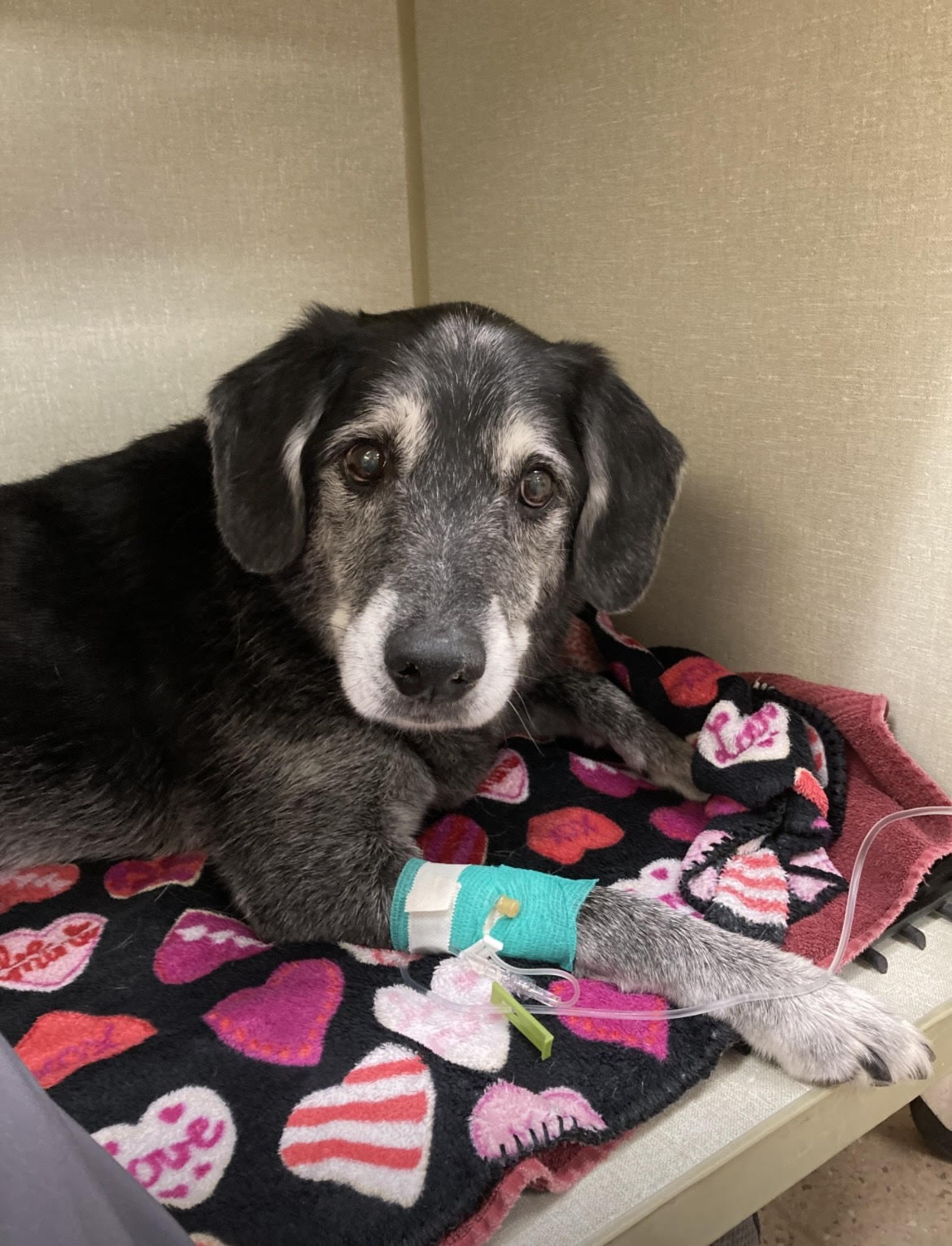 Vitamin B9 and B12 Deficiency in Dogs Why Do We Care? Lesson plans