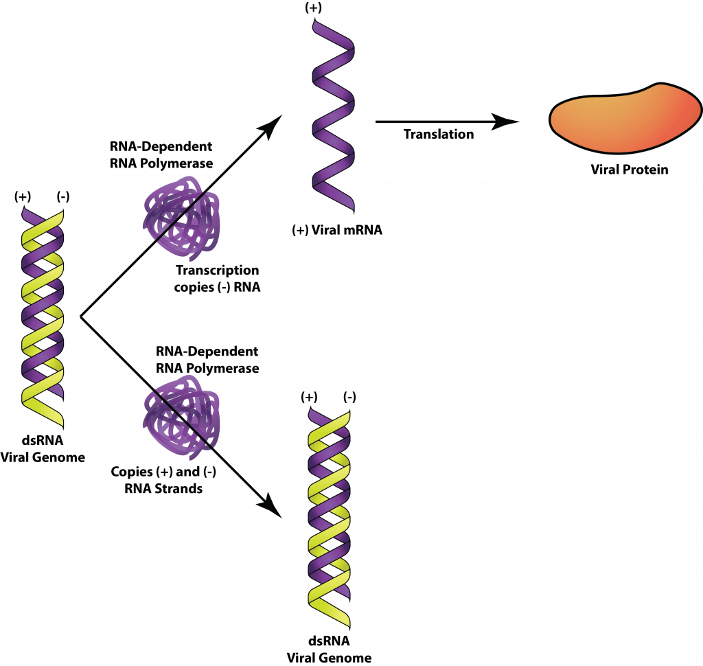 [最新] doublestranded rna viruses examples 287308Can viruses have