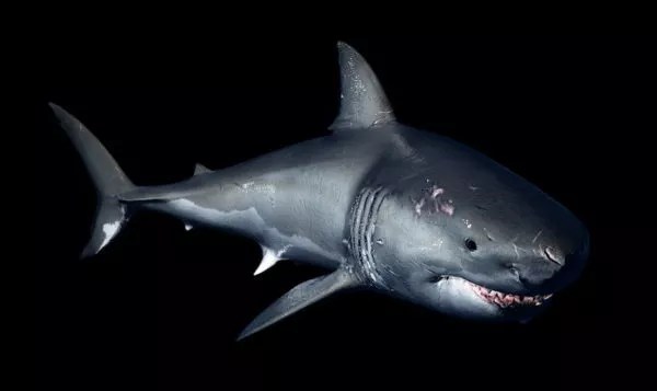 Great White Shark Rig Free 3d Model .C4d, .Fbx, .Max, .Obj, .Vray