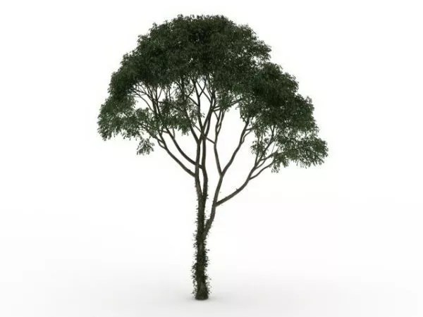Mesquite Tree Free Modelo 3D .Max, .Vray Open3dModel 115480