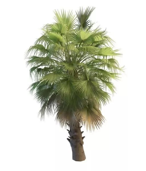 Washingtonia Palm Tree Free 3d Model .Max, .Vray Open3dModel
