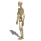 Skeleton Free 3d Models For Download Open3dmodel