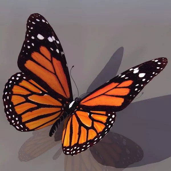 Animal Monarch Butterfly Free 3d Model .3ds Open3dModel 181213