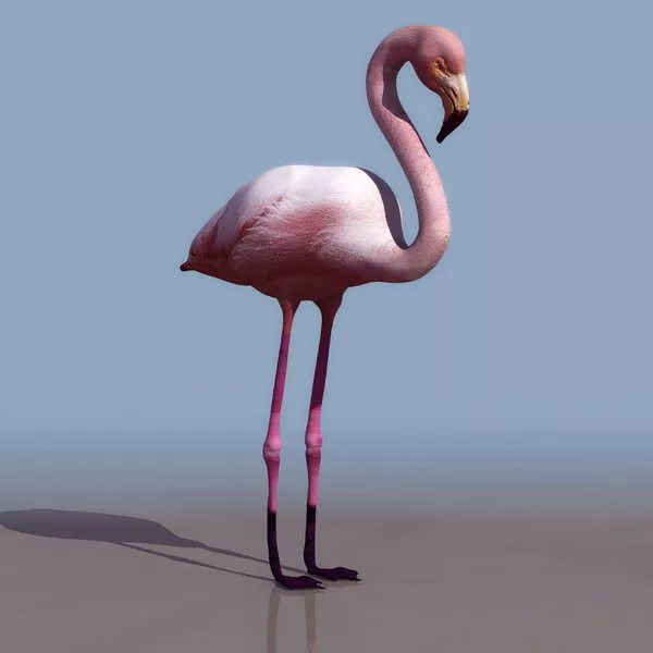 Animal Pink Flamingo Free 3d Model .3ds Open3dModel 181197