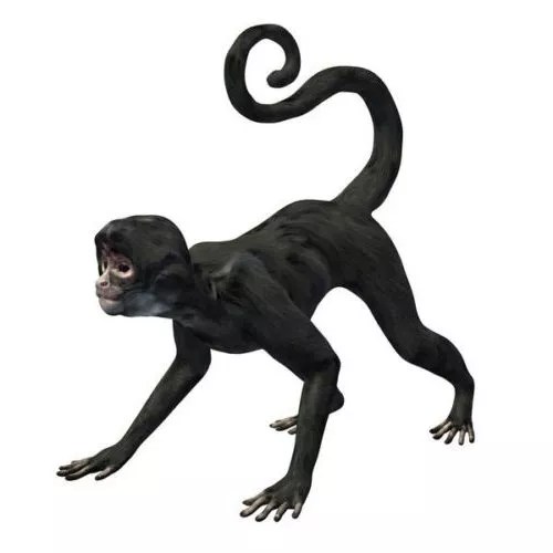 Spider Monkey Character Free 3d Model .Obj, .Stl Open3dModel