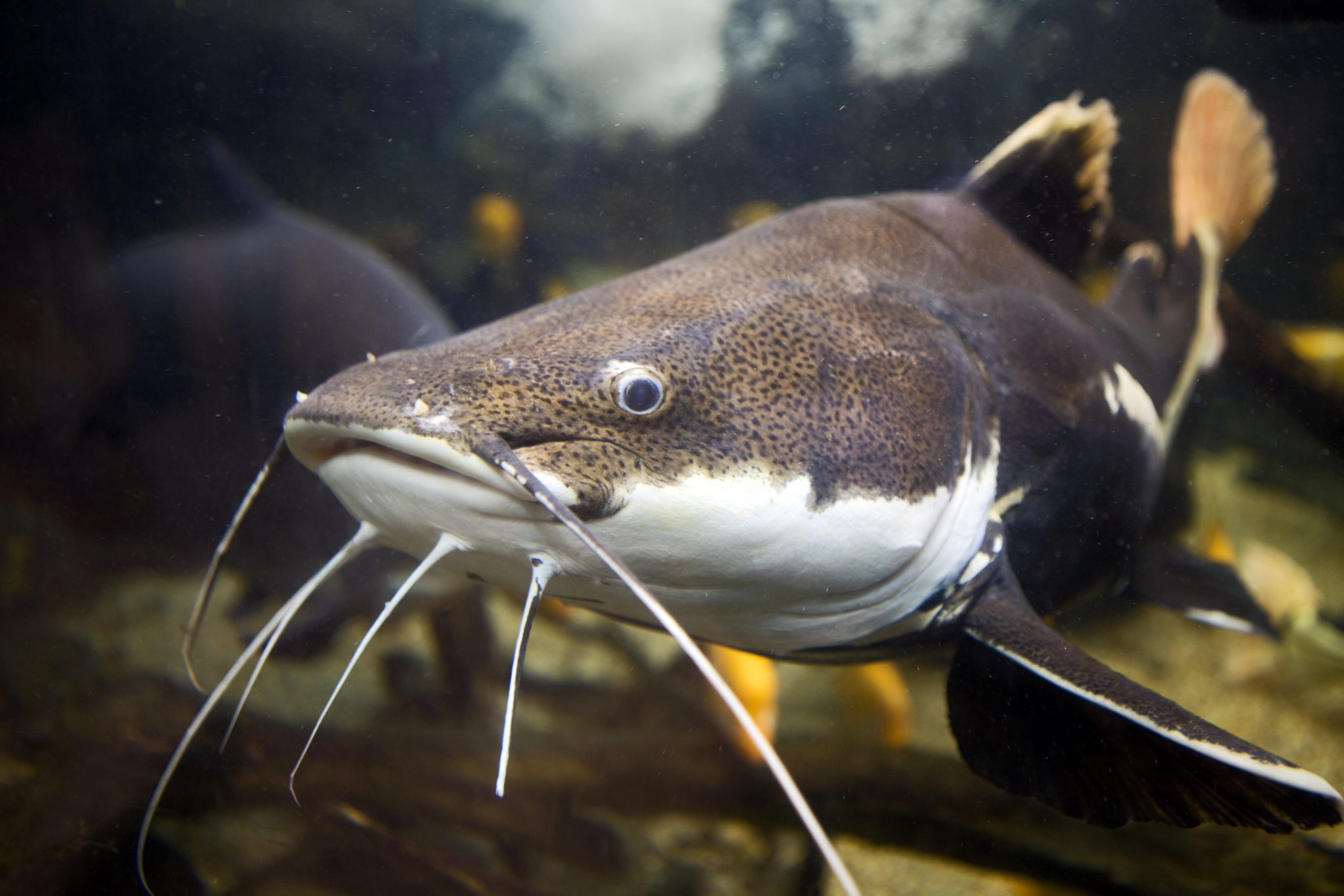 CATFISH FARM OPENED IN KYIV REGION