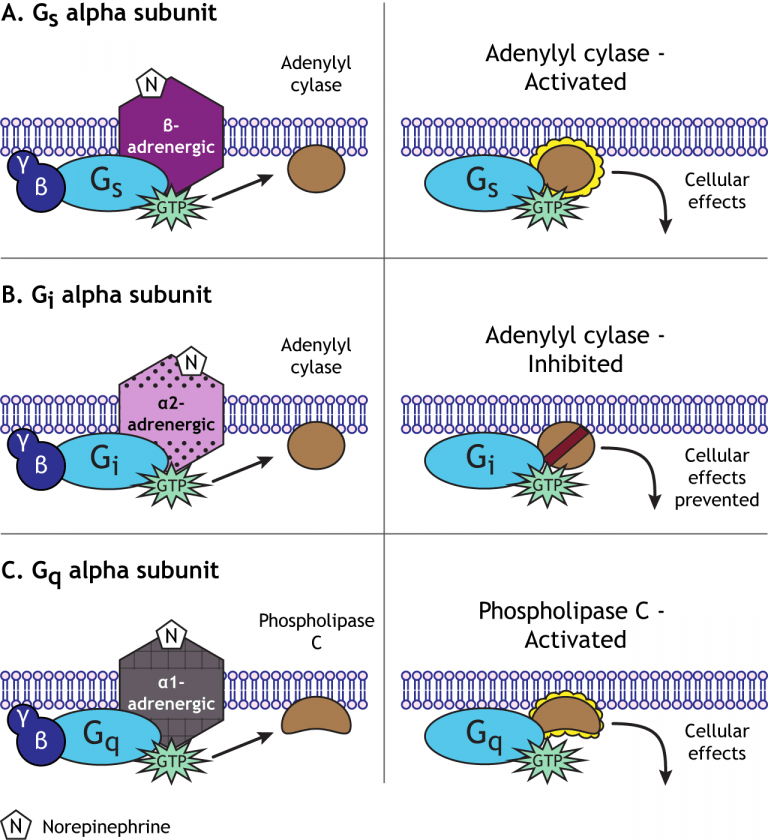 Neurotransmitter Action GProteinCoupled Receptors Foundations of