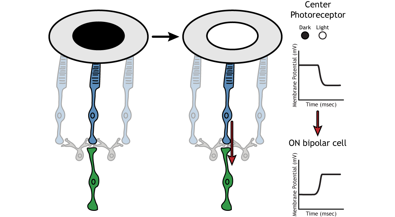 Vision The Retina Foundations of Neuroscience