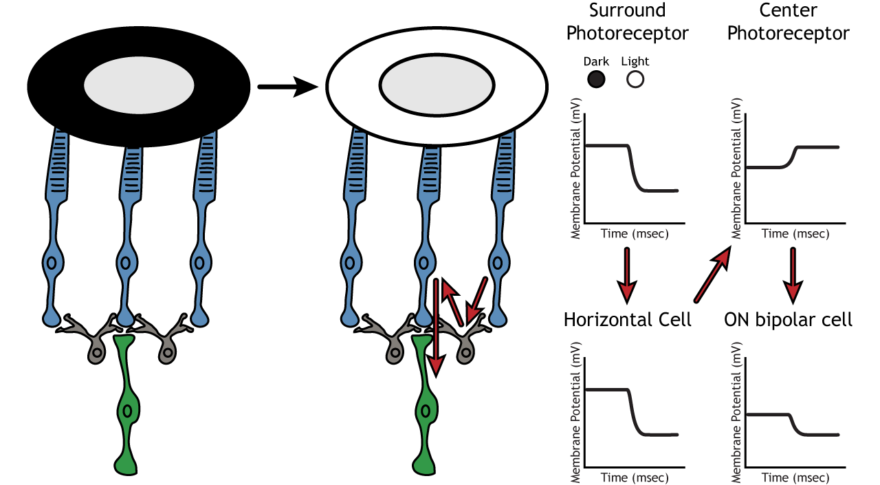 Vision The Retina Foundations of Neuroscience