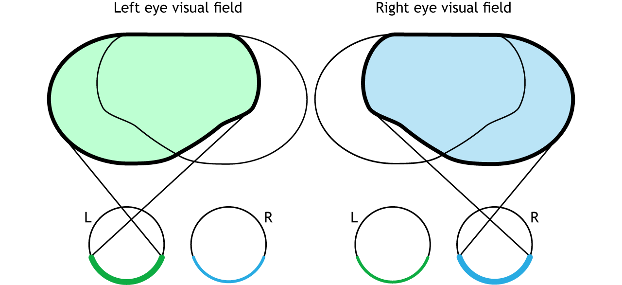 Vision Central Processing Foundations of Neuroscience