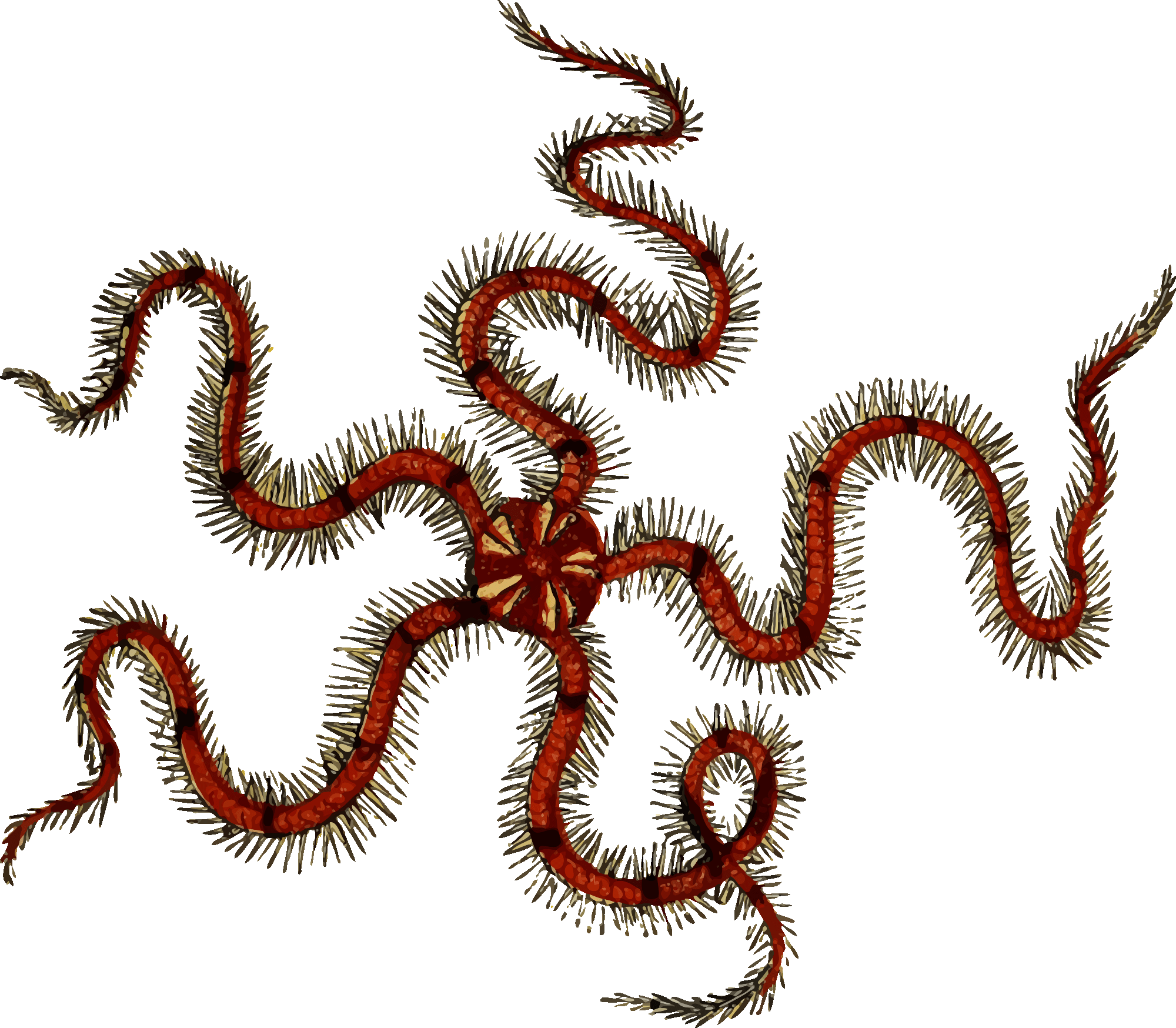 Brittle Star Drawing