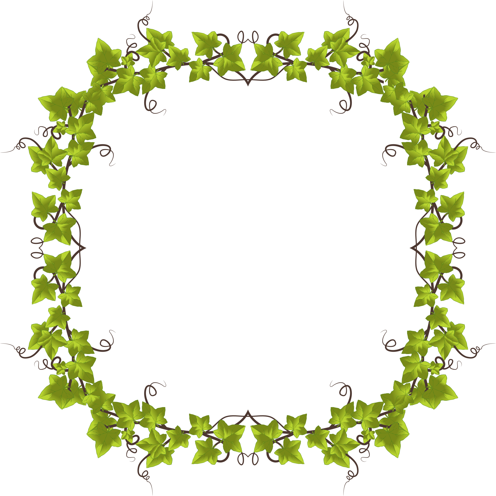 Ivy Leaf Border