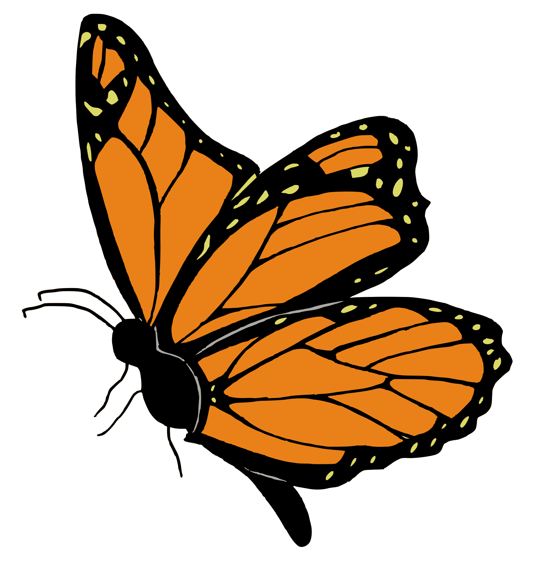 Orange Butterfly Cartoon