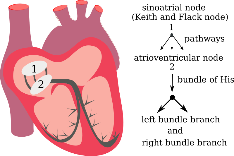 heart electrical system - Openclipart