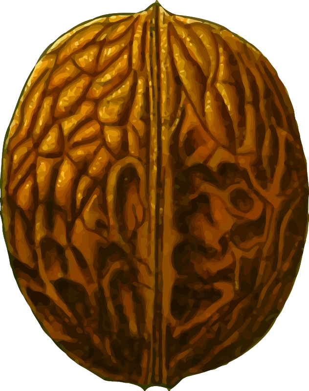 Walnut (detailed) Openclipart