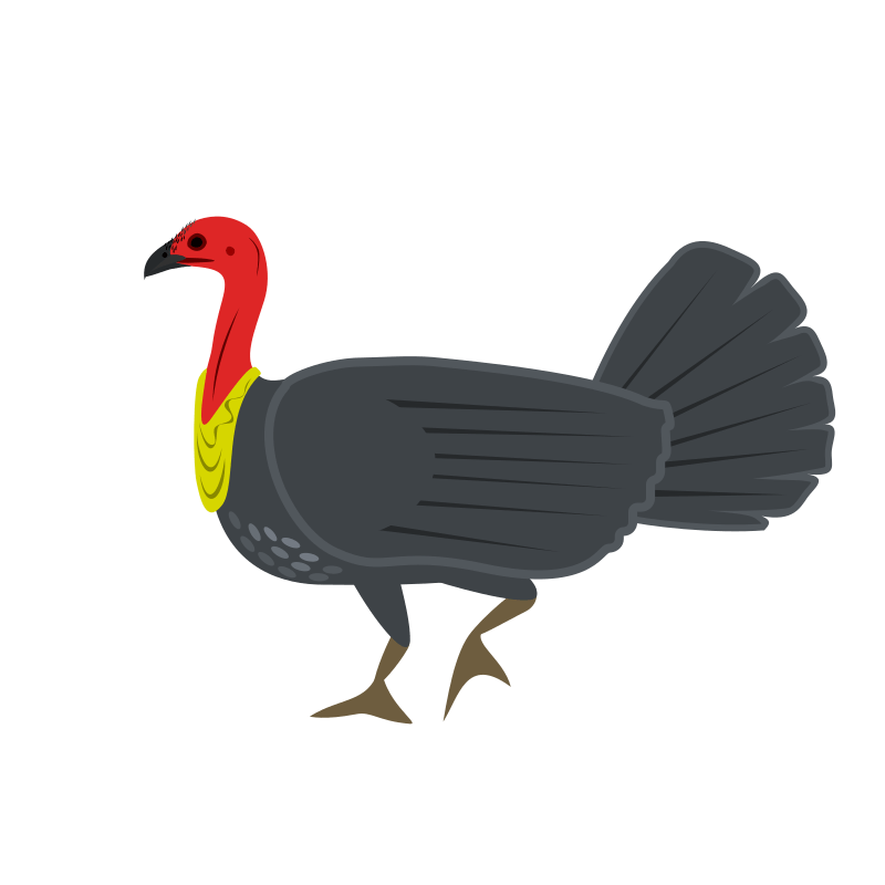 Australian Brushturkey Openclipart