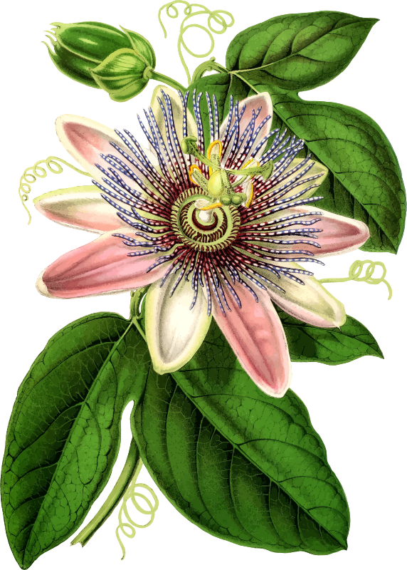 Passion flower 2 - Openclipart