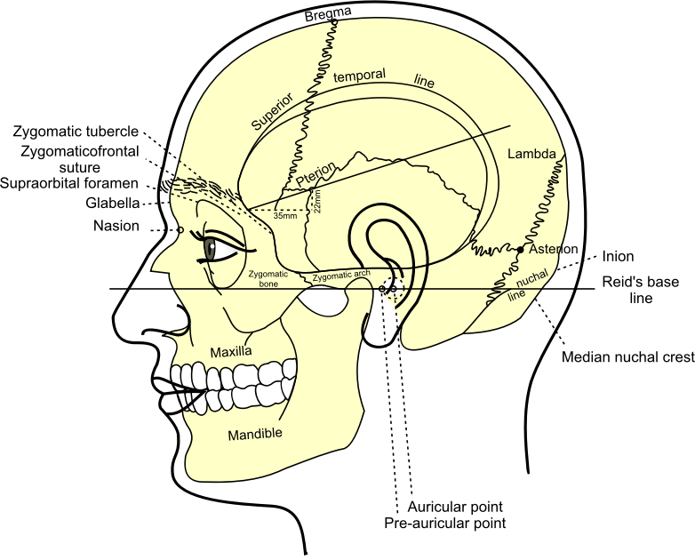 Grays Anatomy Side View Of Head Openclipart