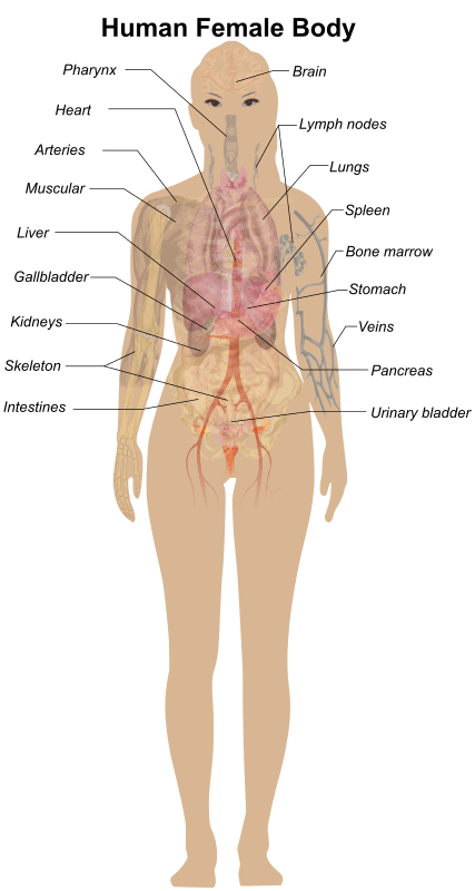 Female Body Diagram - Openclipart