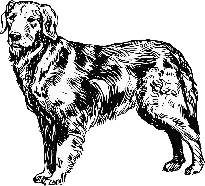 Golden Retriever Openclipart