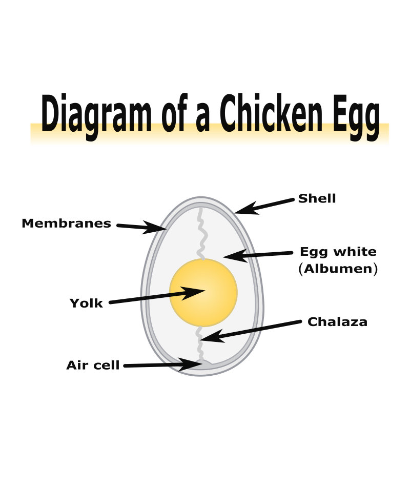 Diagram of a Chicken Egg - Openclipart