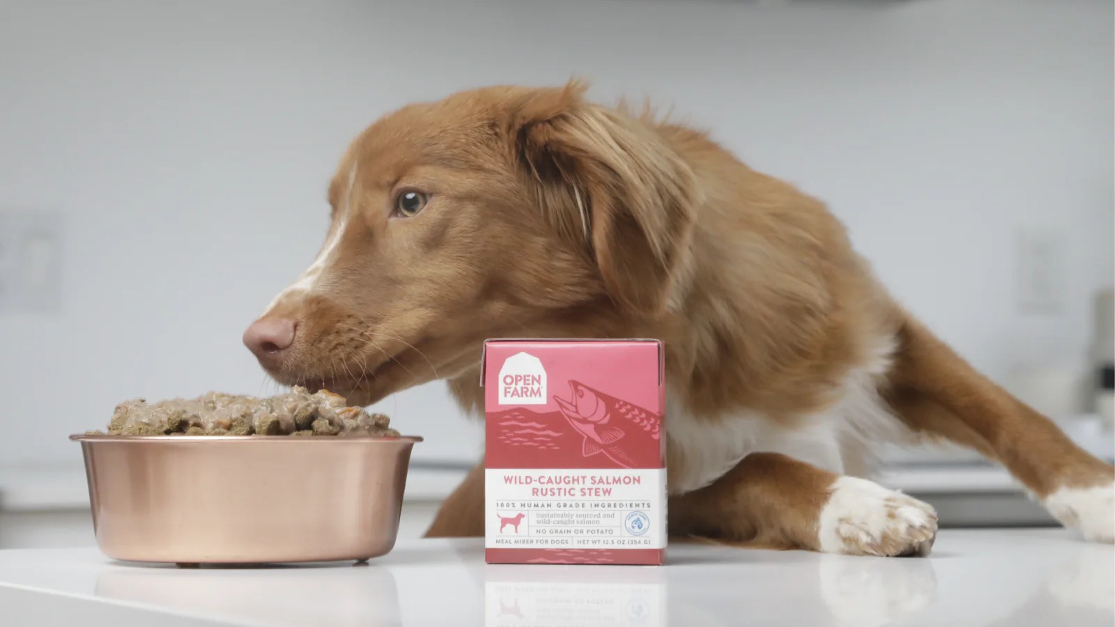 How to Feed Picky Eater Dogs & Cats Open Farm Open Farm Canada