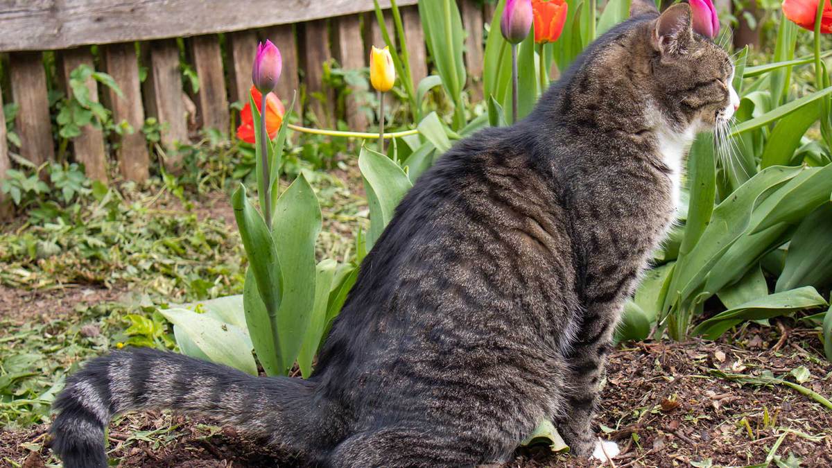 How Often Do Cats Poop Cat Digestive Health Open Farm