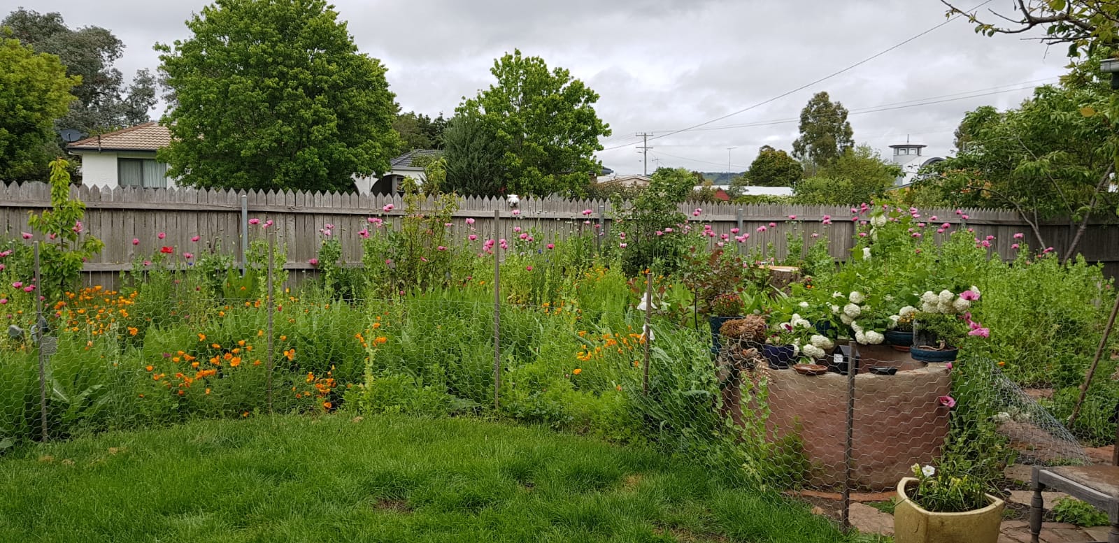 Emily's Cottage Open Gardens Canberra
