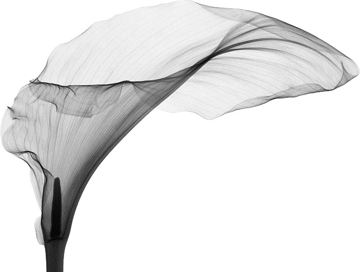 Opening Night Flowers by Nicholas Smith