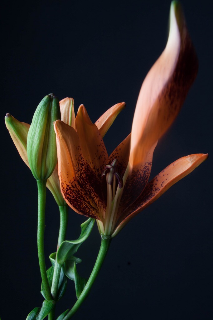 The Fragile Flower COMD 2330 Digital Photography