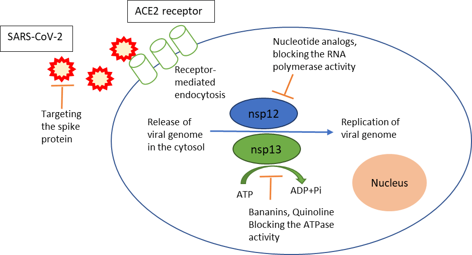 Druggability and Variability of the ATPase Site and Central