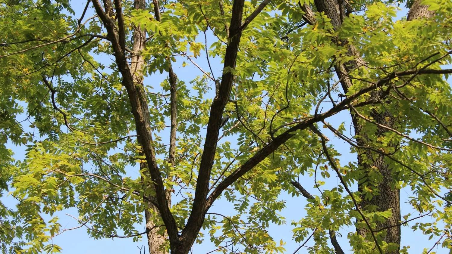 King's Grove Openlands