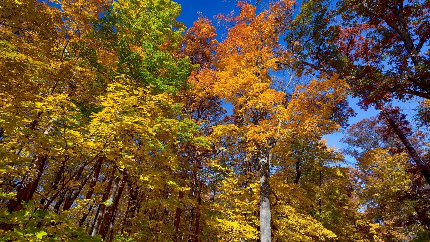 Thatcher Woods Openlands