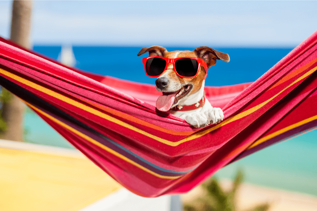 Best PetFriendly Hotels in Key West (+ Dog Beaches & Parks) Open