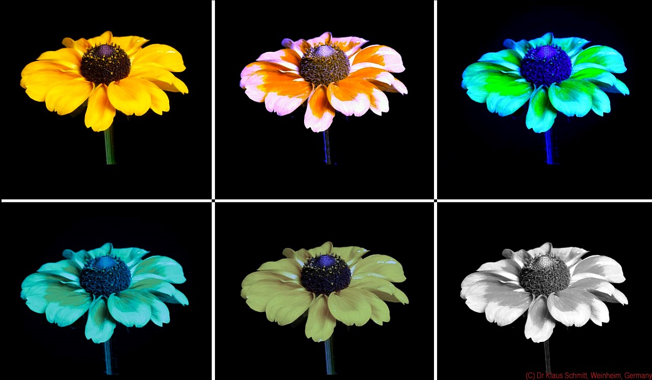 Dog Vision Compared To Human Vision