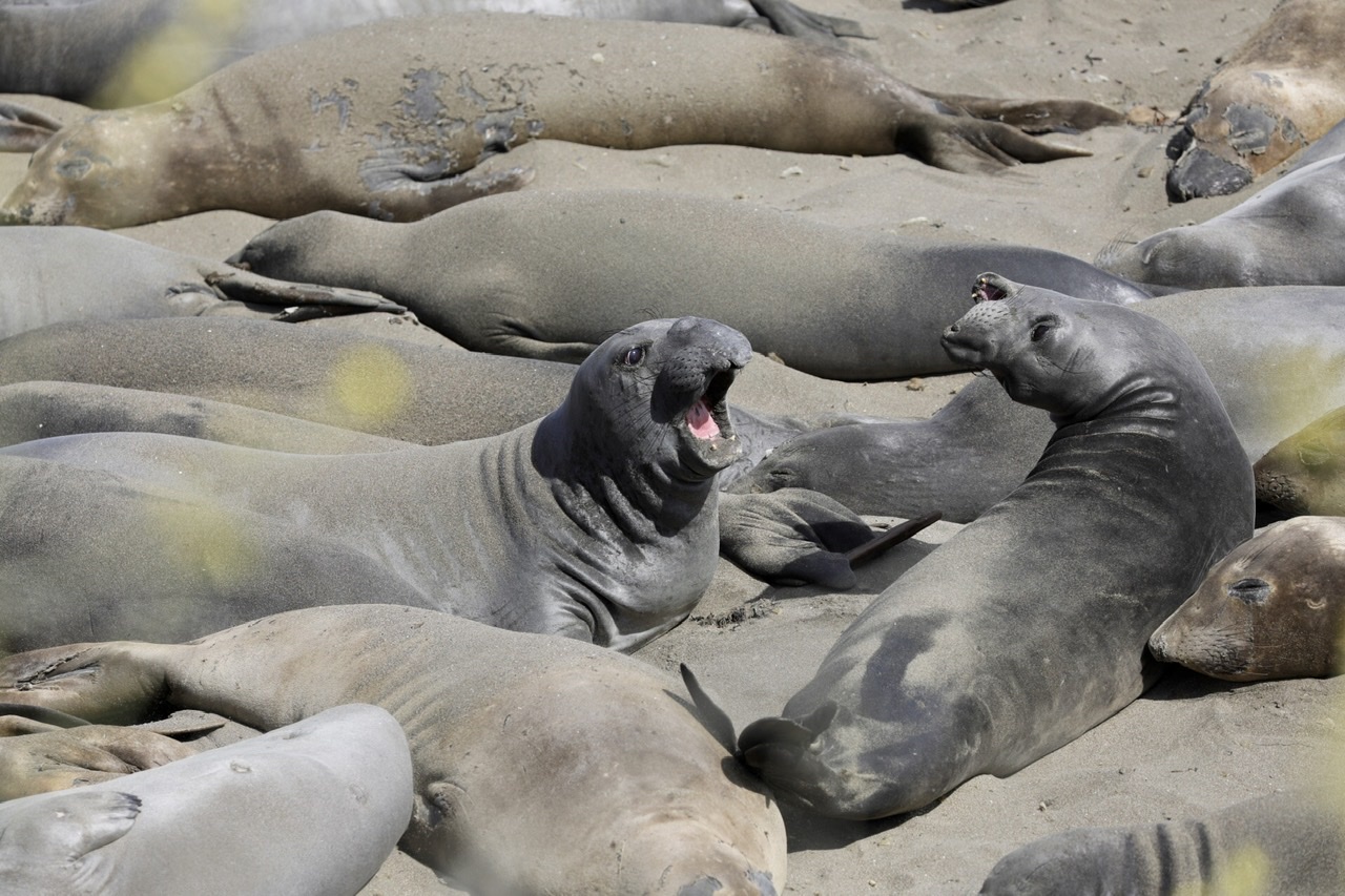 Pismo Beach area Vacation Elephant seal photos 2021 Open Photography