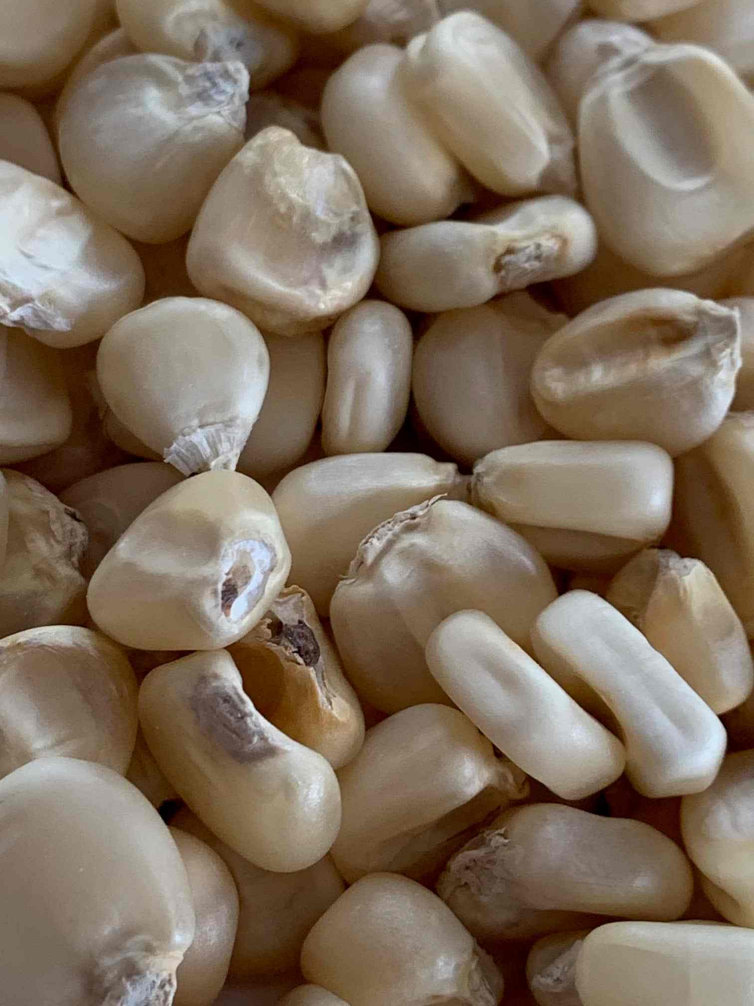 Hickory King White (120 Day) untreated Green Haven