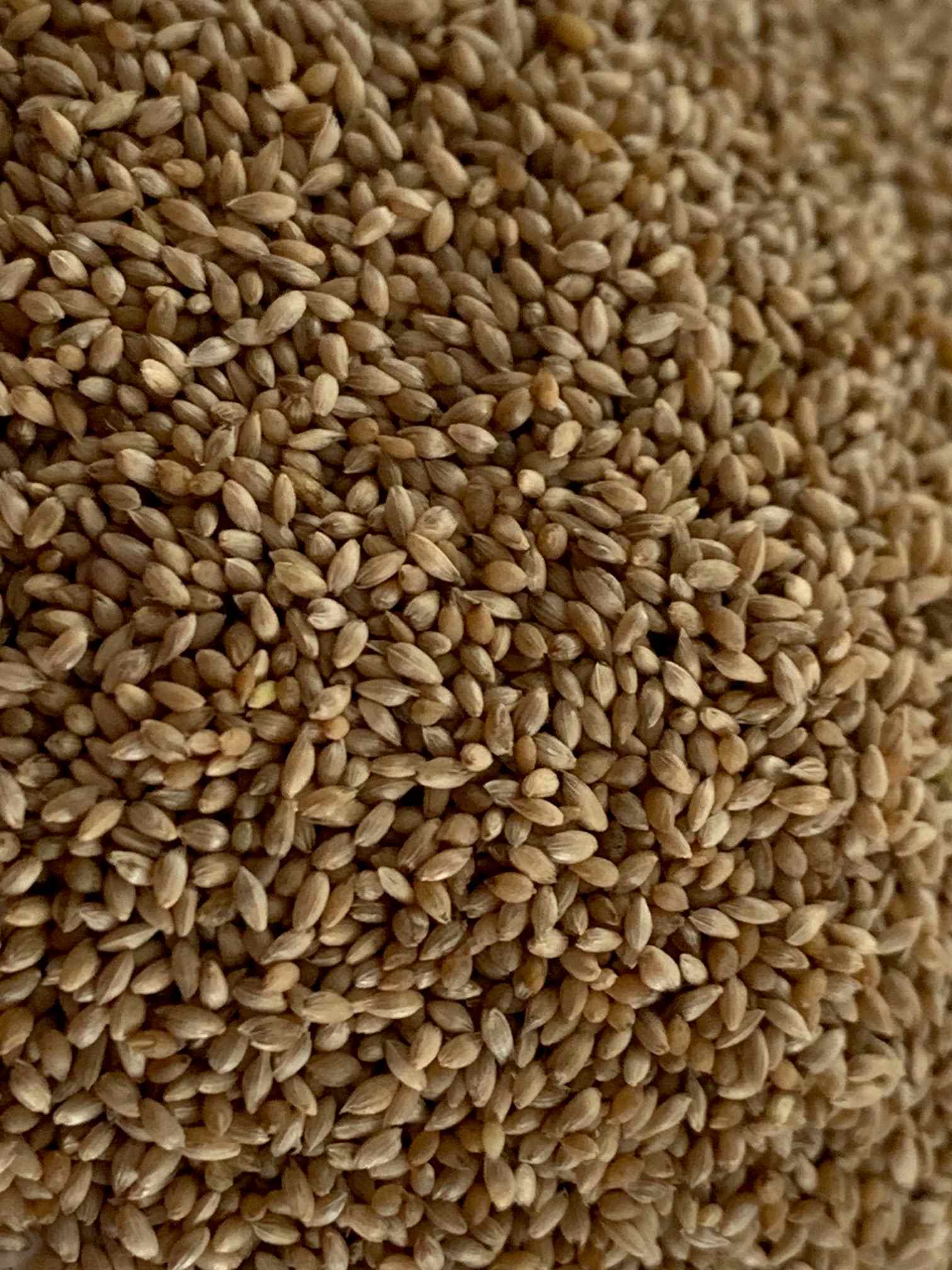 Timothy Seed Climax untreated Green Haven