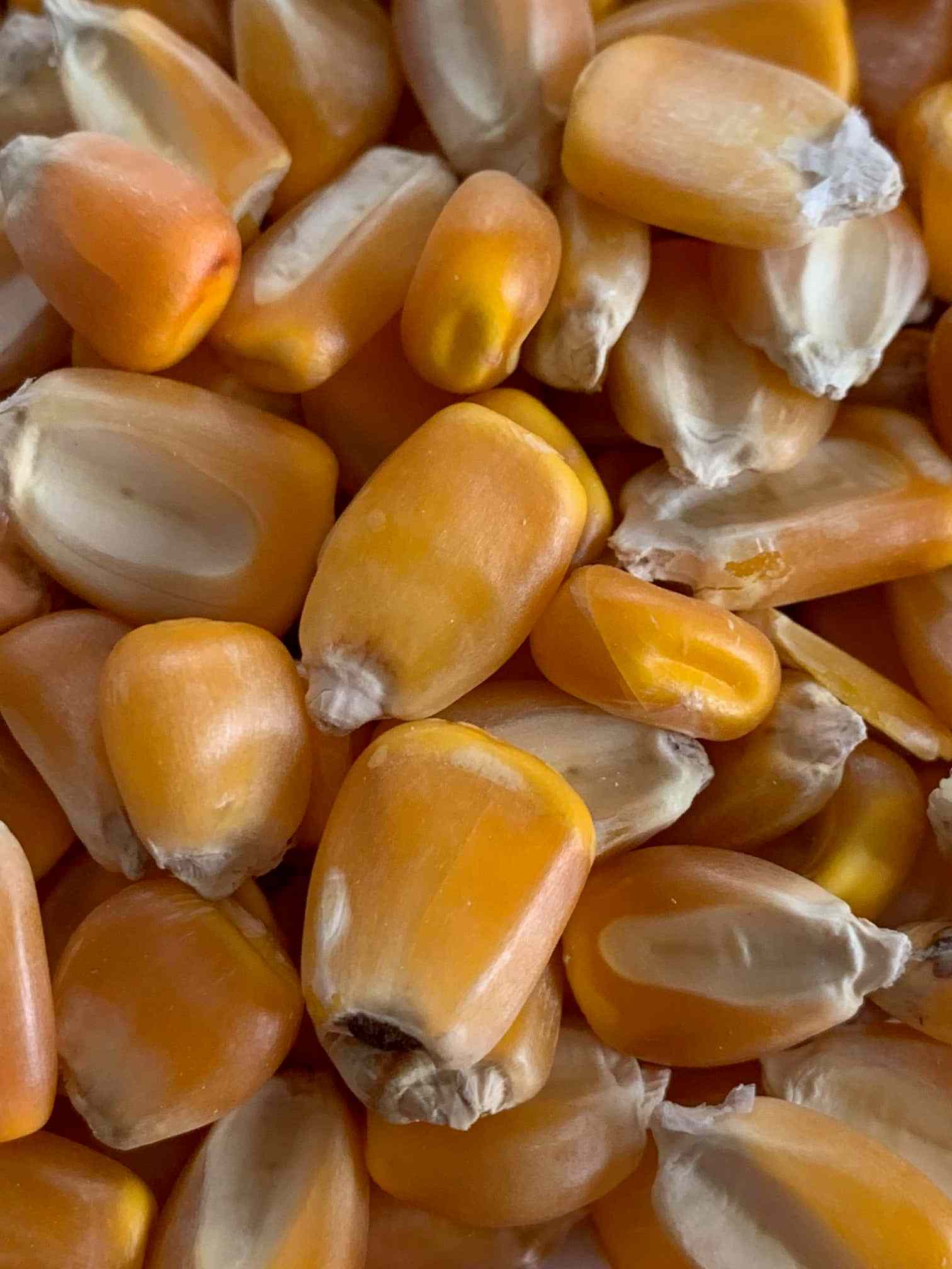 Yellow Jarvis (110 Day) untreated Green Haven